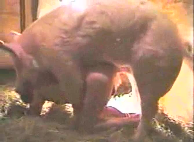 Video :Pig porn with slut getting smashed and banged by pig's dick